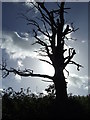 TM1436 : Dead Tree by Keith Evans