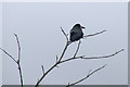 Rook (Corvus frugilegus) in a wintry-looking tree, Burnside Farm, Stanley