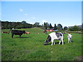 Cattle near The Hague