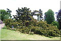 TQ6039 : Tree, Dunorlan Park by N Chadwick