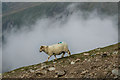 SH6055 : Sheep near Clogwyn by Ian Capper