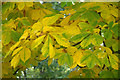 Autumnal Horse Chestnut leaves, Davie Park, Rattray