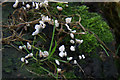 Fungus on a tree stump, Davie Park, Rattray