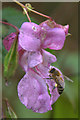 Honeybee (Apis mellifera) at Himalayan Balsam (Impatiens glandulifera), Davie Park, Rattray