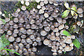 Fungi on a tree stump, Davie Park, Rattray