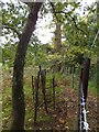 SX9683 : Path beside Powderham Deer Park by David Smith