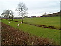 Sheep grazing on a bank of St Bride