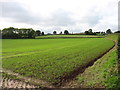 Farmland near Green Farm