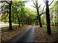 Leaf-lined avenue, Seskinore