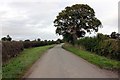 Dog Lane near Oldcastle Heath