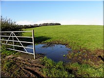 H4681 : An open field, Castelroddy Glebe by Kenneth  Allen