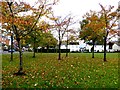 Autumn colours, Winters Gardens, Omagh