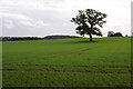 Oak tree in an arable field