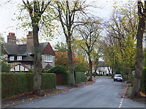 TA1130 : Lime Tree Avenue, Garden Village, Kingston upon Hull by Bernard Sharp