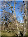 SX8078 : Trees at Parke by Derek Harper