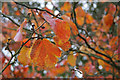 Autumnal colour, Ness Botanic Gardens