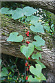 Black Bryony (Dioscorea communis), Ness Botanic Gardens