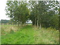 Path beside the Liddel Water