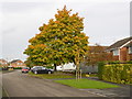 TF0820 : Autumn colour in the suburbs by Bob Harvey
