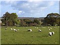 Sheep at Fox Holes