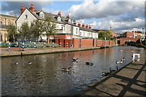 SJ9698 : Stalybridge:  Canada geese on the Huddersfield Narrow Canal by Dr Neil Clifton