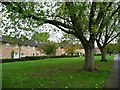 Houses on the south side of Heronswood Road