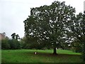 Oak tree off Beehive Lane, Welwyn Garden City
