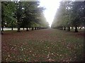 Avenue of trees, Bushy Park