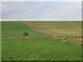 Farmland, Pettinain