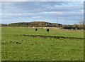 Cattle in pasture