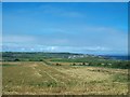 Cereal crops on land sloping west from the Causeway Road