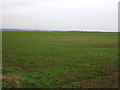 TA1166 : Crop field off Woldgate by JThomas