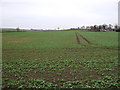 Crop field, Breeze Farm