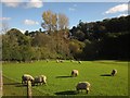 Sheep at Tideford