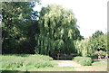 TQ4872 : Weeping Willows, River Cray by N Chadwick