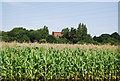 A maize crop