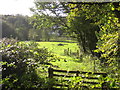 Meadow near Cutmere