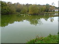 Pond at Burgh Heath