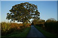 Mill Lane near Mill Lane Farm, Newport