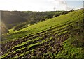 Hillside near Tilland Road Farm