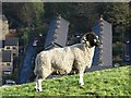 Blackface sheep above Marsden