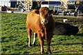 A bull at Hasholme Grange Farm, East Yorkshire