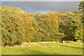 Field by the Teifi