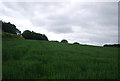 Grassland on the High Weald