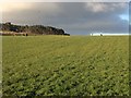 Farmland near Little Pitlurg