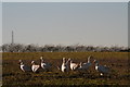 Geese and a mast