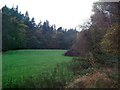 Riverside Clearing in Shallcross Wood