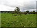 Grazing land west of Mold