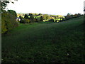 Footpath through grazing field