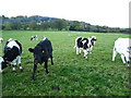 Grazing fields north of Tros-y-wern Farm